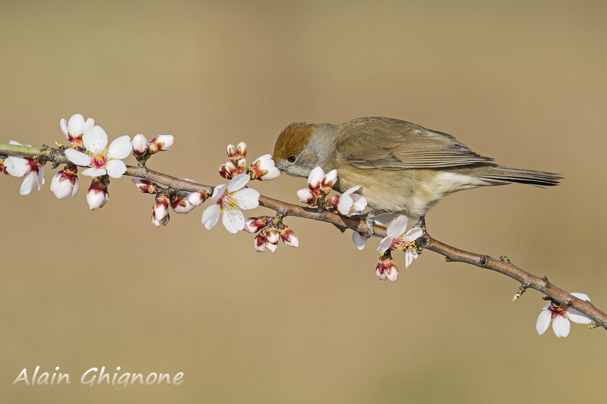 capinera o colibr�?